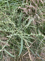 Atriplex patula