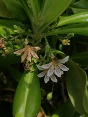 Scaevola taccada