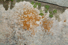 Trentepohlia