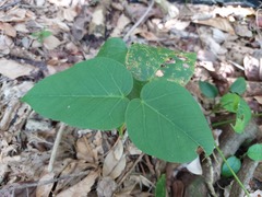 Sterculia ceramica