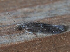 Hydroptilidae