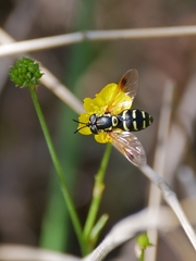 Chrysotoxum festivum