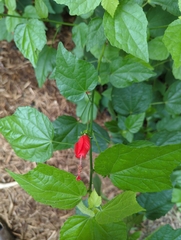 Malvaviscus arboreus drummondii