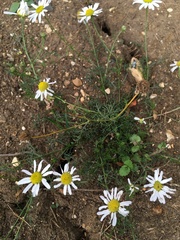 Tripleurospermum inodorum