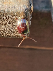 Chrysolina americana