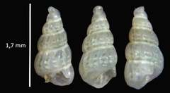 Tragula fenestrata
