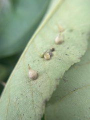 Caryomyia caryaecola