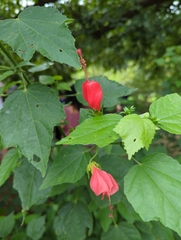 Malvaviscus arboreus drummondii