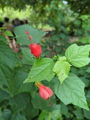 Malvaviscus arboreus drummondii