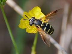 Chrysotoxum festivum