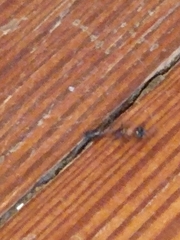 Pseudomyrmex gracilis