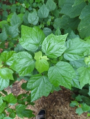 Malvaviscus arboreus drummondii