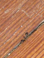 Pseudomyrmex gracilis