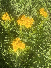 Tagetes lucida