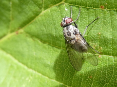 Graphomya maculata