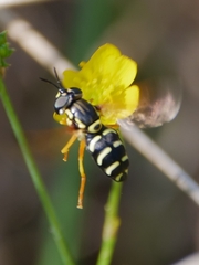 Chrysotoxum festivum