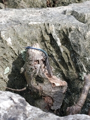 Plestiodon fasciatus