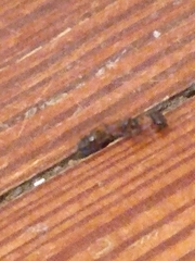 Pseudomyrmex gracilis