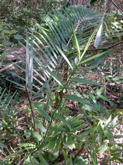 Flagellaria indica