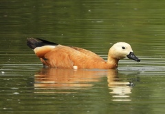 Tadorna ferruginea