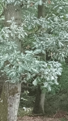 Erysiphe alphitoides