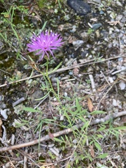 Centaurea