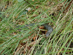 Hierophis viridiflavus carbonarius