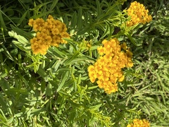 Tagetes lucida