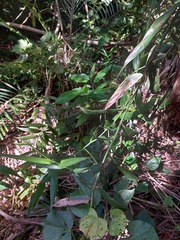 Flagellaria indica