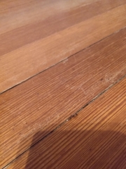 Pseudomyrmex gracilis