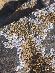 Semibalanus balanoides