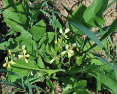 Raphanus raphanistrum