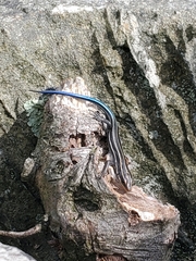 Plestiodon fasciatus