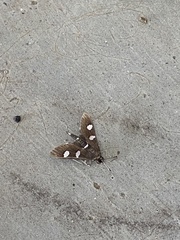 Desmia funeralis