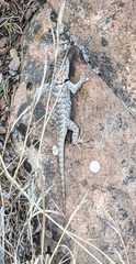Sceloporus uniformis