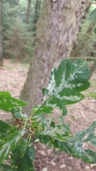 Erysiphe alphitoides