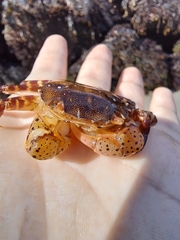 Hemigrapsus sanguineus
