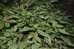 Strobilanthes