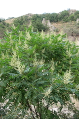 Rhus coriaria