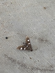Desmia funeralis