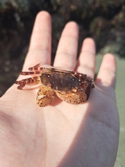 Hemigrapsus sanguineus