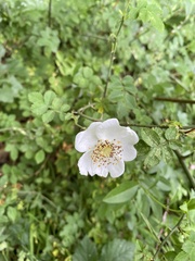 Rosa arvensis
