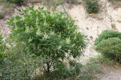 Rhus coriaria