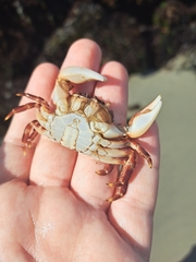 Hemigrapsus sanguineus