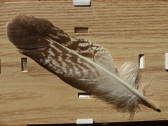 Larus
