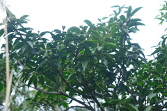 Symplocos setchuensis