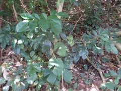 Murraya omphalocarpa