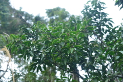 Symplocos setchuensis