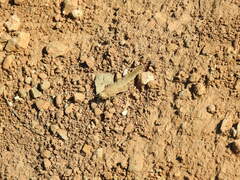Sphingonotus rubescens