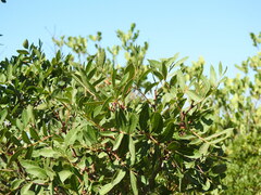 Pistacia × saportae